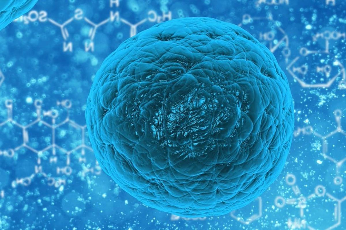 Stem cell